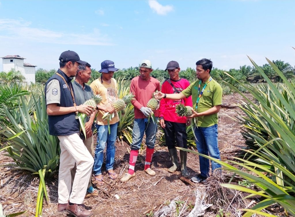 Petani Binaan RAPP Raup Untung dari Nanas Madu