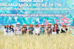 Kick Off Gerakan Nasional Ketahanan Pangan, Pj Bupati Kampar Bersama Komandan Korem 031/Wira Bima Melakukan Panen Padi Bersama.