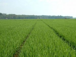 Dinas Pertanian dan Hortikultura Kampar Berhasil Mengembangkan Padi Sawah Seluas 650 Hektar