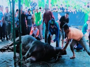 Pj Bupati Kampar Hambali Sembelih Hewan Qurban Idul Adha 1445 H Bobot 1 Ton Di Halaman Markas Islamic Center.