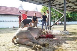 Pj. Bupati Kampar Hambali Sembelih Qurban; Sebagai Bentuk Ketaatan Hamba Kepada Allah SWT.