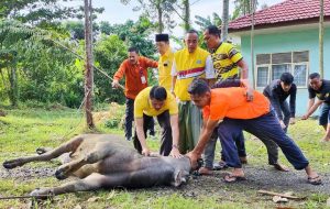Dua Ekor Hewan Kurban Disembelih, Ini Ucapan dan Harapan Repol Terhadap Golkar Kampar Hari Raya Idul Adha Tahun Depan