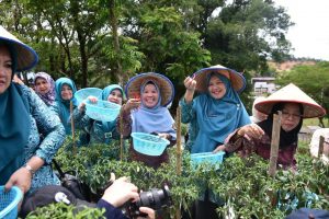 Ricana Djayanti Hambali Dampingi Ketua TP PKK Riau Zuliana Rahman Hadi Tinjau Kebun Cabe Stanum.