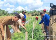 Dinas Pertanian Kampar Targetkan Peningkatan Produksi Cabai untuk Tekan Inflasi Daerah