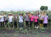 Kadis Pertanian Nur’ ilahi Dampingi Wakapolres Kampar Pada Panen Raya Jagung Serentak di Tapung
