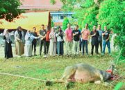 Kepala BKPSDM Kabupaten Kampar Sembelih 1 Ekor Kerbau di Hari Raya idul Adha 1446H