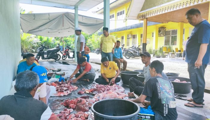 Momentum Hari Raya Idul Adha 1446 H, DPD Golkar Kampar Potong 1 Ekor Kerbau