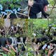 Menanam Sehat Menuai Manfaat: Aksi Nyata Program Unggulan Mahasiswa KKN MBKM FK UNRI menanam TOGA di Bukit Batrem, Posyandu Kapodang
