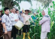 Bupati Kampar Ahmad Yuzar Panen Padi & Jagung di Desa Parit Baru Tambang: Dukung Ketahanan Pangan Nasional