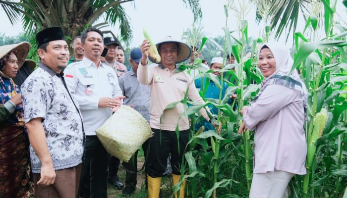 Bupati Kampar Ahmad Yuzar Panen Padi & Jagung di Desa Parit Baru Tambang: Dukung Ketahanan Pangan Nasional
