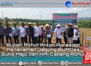 Penanaman Jagung BUMDes Suka Maju dan HMI Cabang Rokan Hulu, Bupati Anton Sampaikan Apresiasi