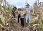 Polisi Turun ke Lahan: Polsek Rangsang Panen Jagung 1,3 Ton Bareng BUMDes Teluk Samak