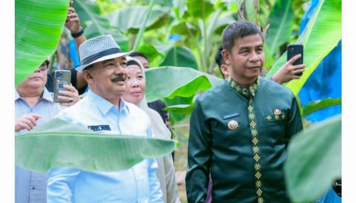 Bupati Kampar Kunjungi Perkebunan Pisang Cavendish di Pulau Birandang, Dorong Pengembangan Sektor Hortikultura